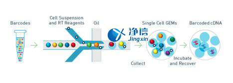 中國人自己的微流控單細胞測序儀來了！_微流控Drop-seq,微流控技術(shù)