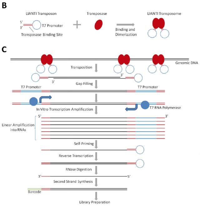 單細(xì)胞測(cè)序技術(shù)(single cell sequencing)