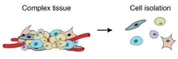 一個復雜的組織被分解成單個細胞。DROP-SEQ