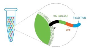 單細(xì)胞轉(zhuǎn)錄組測序(10x Genomics)詳解