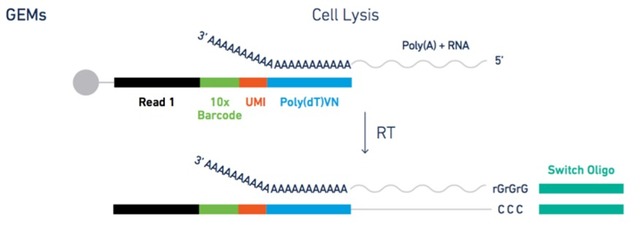 單細(xì)胞轉(zhuǎn)錄組測序(10x Genomics)詳解